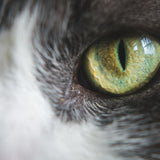 “Shadow, 4 jaar – nachtelijke shopper & dekentjesexpert”